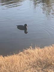Fulica americana americana