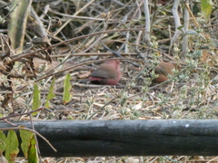 Lagonosticta rhodopareia