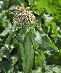 Centaurea seridis sonchifolia