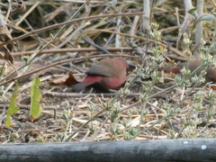 Lagonosticta rhodopareia