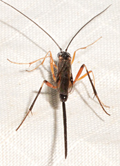 Macrocentrus marginator