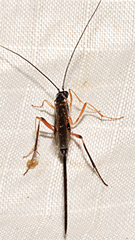 Macrocentrus marginator