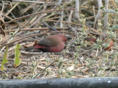 Lagonosticta rhodopareia