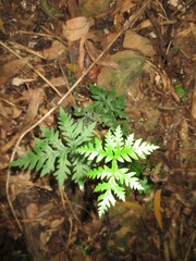 Doryopteris concolor