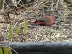 Lagonosticta rhodopareia