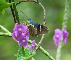 Astraptes fulgerator