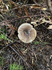 Lactarius pseudomucidus