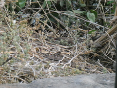 Lagonosticta rhodopareia