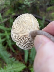 Lactarius pseudomucidus