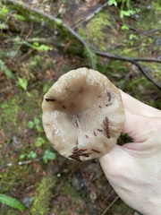 Lactarius pseudomucidus