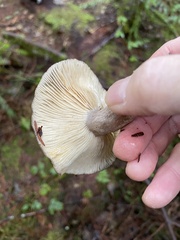 Lactarius pseudomucidus