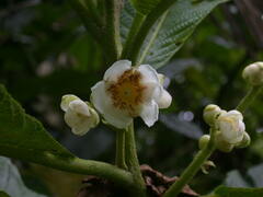 Saurauia crassisepala