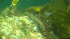 Syngnathidae