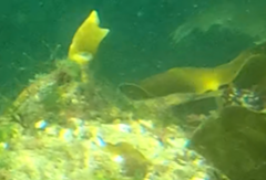 Syngnathidae