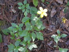 Bidens ostruthioides