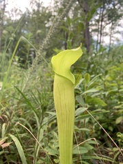 Sarracenia alata
