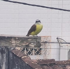 Pitangus sulphuratus