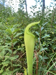 Sarracenia alata