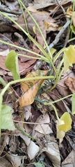 Peperomia lanceolatopeltata