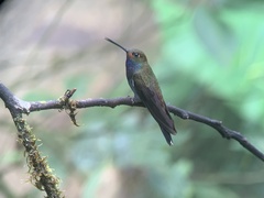Urochroa bougueri