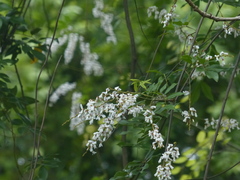Derris scandens