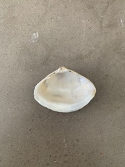 Bivalvia