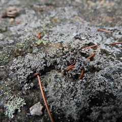 Stereocaulon dactylophyllum