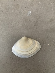 Bivalvia