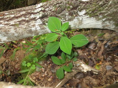 Peperomia leptostachya