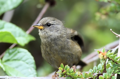 Peg-Billed Finch photo 2