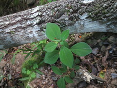 Peperomia leptostachya