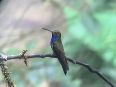 Urochroa bougueri