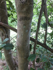Croton acronychioides