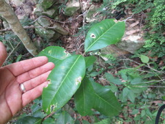 Croton acronychioides