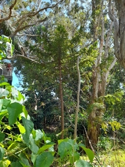Araucaria bidwillii