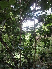 Croton acronychioides