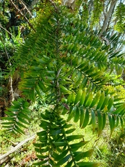 Araucaria bidwillii