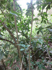 Croton acronychioides