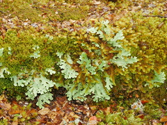Pseudocyphellaria homoeophylla