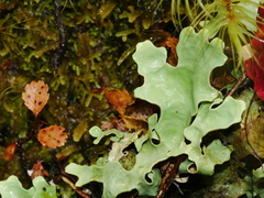 Pseudocyphellaria homoeophylla