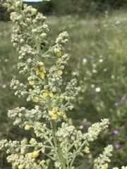 Verbascum lychnitis