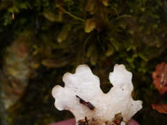Pseudocyphellaria homoeophylla