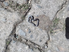 Atractus lasallei