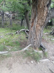 Campephilus magellanicus