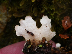 Pseudocyphellaria homoeophylla