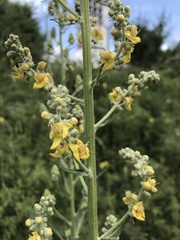 Verbascum lychnitis