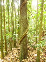 Diospyros pentamera
