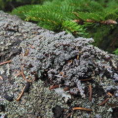 Stereocaulon dactylophyllum