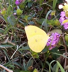 Phoebis agarithe