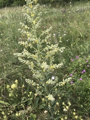 Verbascum lychnitis